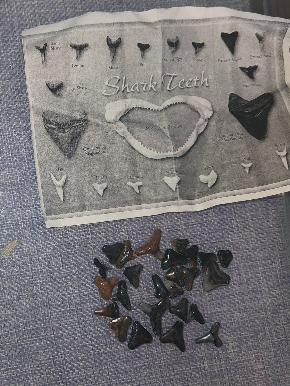 Real Fossil Shark Tooth Specimen Lot Science Geology Identification Guide